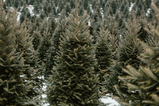 Vivez l’autocueillette de sapins à la sapinière de Gaboury
